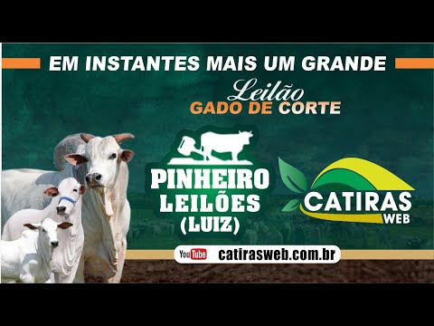LEILÃO GADO DE CORTE - PINHEIRO LEILÕES - ARAGUARI - MG - 26 DE FEVEREIRO DE 2026.