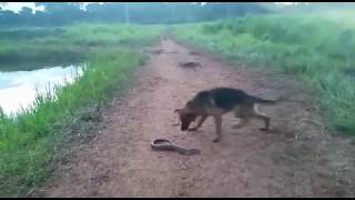 DOG GETS SHOCKED BY ELECTRIC EEL