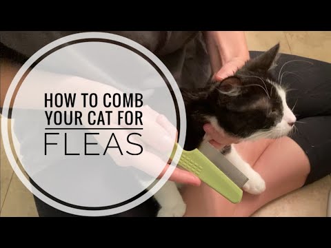 How to Comb Your Cat for Fleas and Remove Fleas Safely