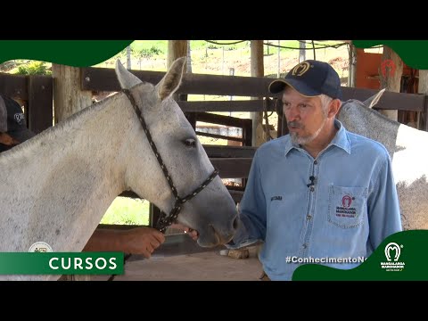Padrão Morfológico do Mangalarga Marchador (Conjunto de Frente)