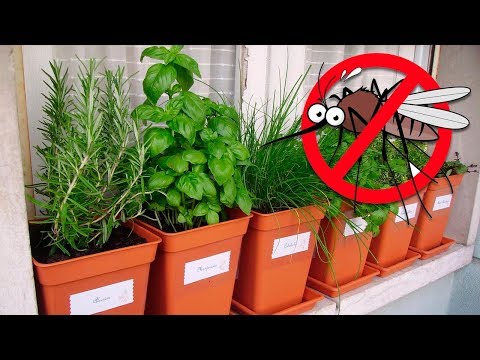 image-What plants deter mosquitoes and flies?What plants deter mosquitoes and flies?