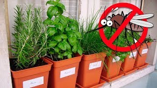 7 Plants That Repel Mosquitoes and Other Insects