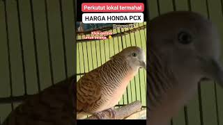 Download lagu Perkutut termahal - perkutut se harga pcx4146 mp3