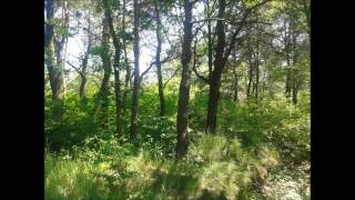 3 Hour Relaxing Birds Sounds in Deep Forest - Forest Birds Singing - Relaxing Sleep Sounds