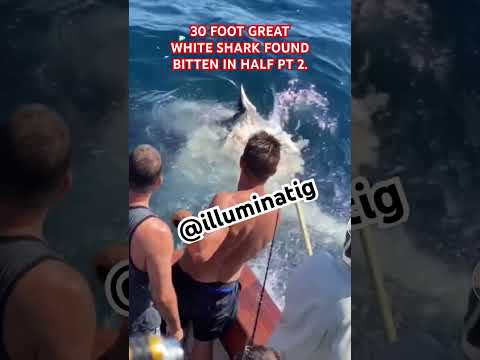 30 FOOT GREAT WHITE SHARK FOUND BITTEN IN HALF PT. 2