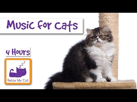 4 Hours of Music for Cats! Extra Long Cat Music! Lasts 4 Hours to Help your Cat Sleep