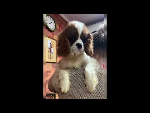 Cavalier King Charles Spaniel puppy for sale
