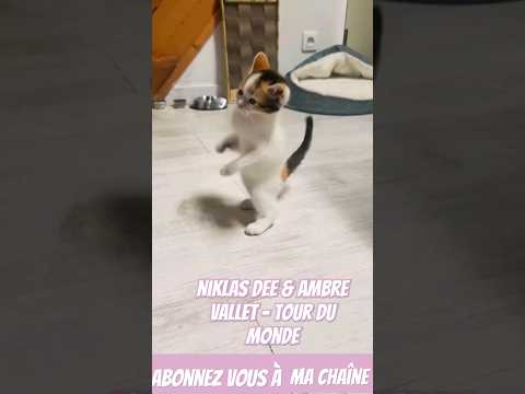 niklas dee & ambre vallet - tour du monde (kitten dance) #shorts #viralvideo #funny #kitten #dance