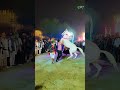 Rajasthani Horse Dancing 2024 Tejal Bangyo Bind Nacho Nacho Youtube Ytshorts Dance Horesdance