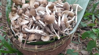 ล่าเห็ดปลวกหน้าฝน! เห็ดป่าสุดฮิตที่คนรักเห็ดห้ามพลาด Hunting Termite Mushrooms Rainy Season Foraging