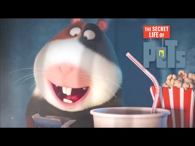 The Secret Life of Pets | Norman's TV | Film Clip