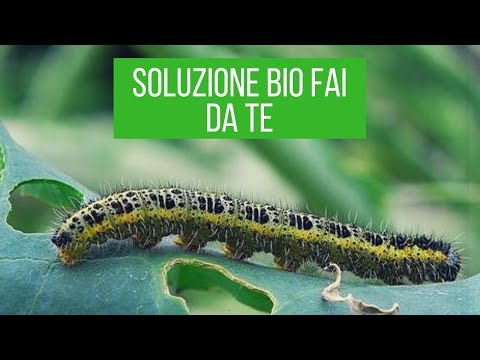 Quanti ci sono targhe per gatti da vermi Quali analisi su vermi per nascita