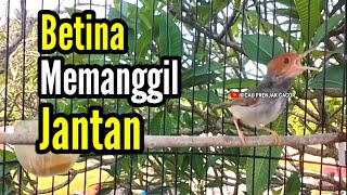 Download lagu PRENJAK BETINA | Pancingan PRENJAK BETINA Gacor Istimewa Suara Jernih Memanggil PRENJAK JANTAN |. mp3 Download lagu PRENJAK BETINA | Pancingan PRENJAK BETINA Gacor Istimewa Suara Jernih Memanggil PRENJAK JANTAN |. mp3