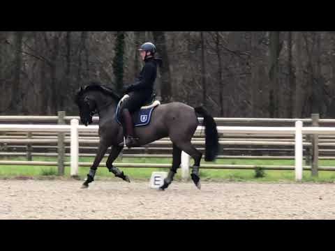 PAV Enna du Hans DRP 9 ans par Strahleman-Niveau 1m49