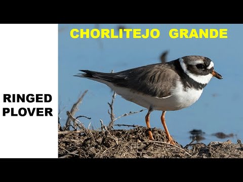 CHORLITEJO GRANDE | RINGED PLOVER | Charadrius hiaticul