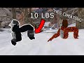Playing With WRIST WEIGHTS In Gorilla Tag Gorilla Tag VR