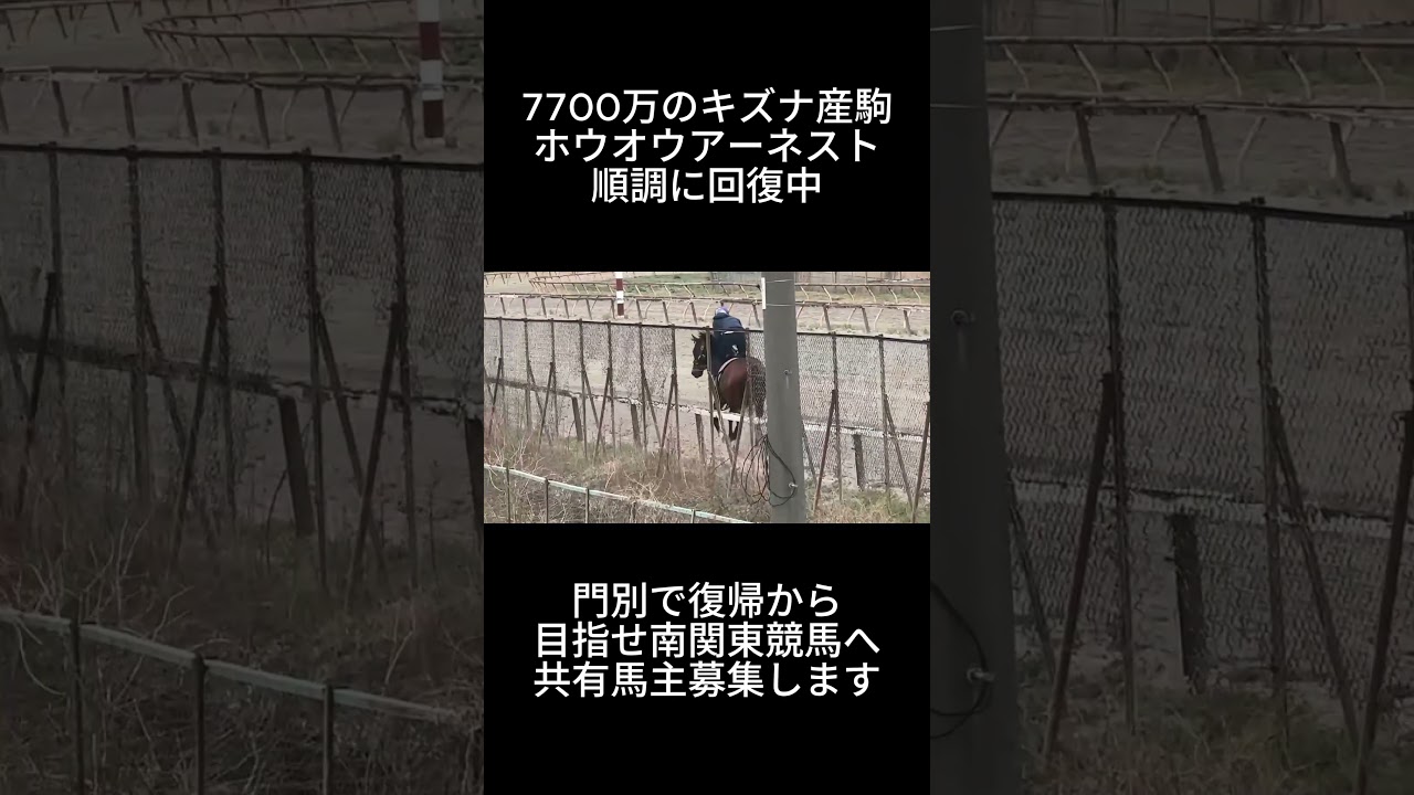 馬ASMR【キズナ産駒】ホウオウアーネスト3話目　繋靭帯炎からの復帰へ。