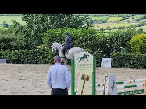 Cowboy Van Overis Z - Ridden Flatwork