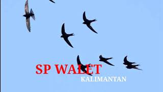 Download lagu SUARA BURUNG WALET RAJA SEDOT | SUARA WALET TV mp3