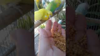 🐦触れた直後、逆に避けた…