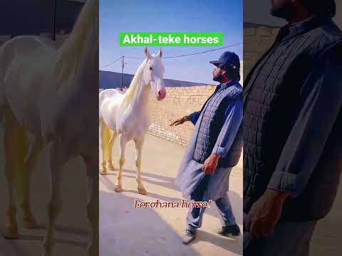 , title : 'Akhal-teke horses'