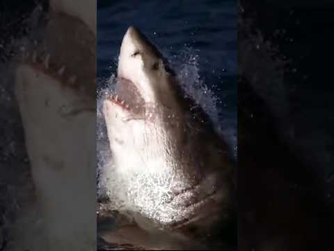 オオメジロザメ VS ホオジロザメ