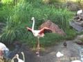 Disney Animal Kingdom Flamingos At Jambo Lodge