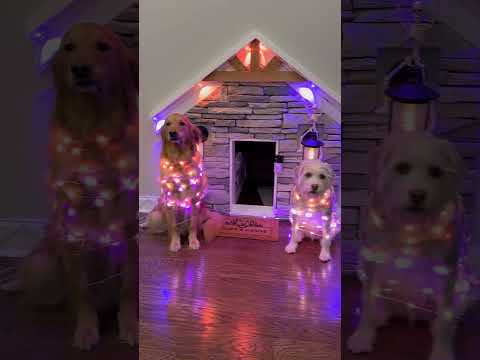 I challenged my dog and lost!