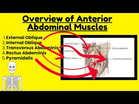 Muscles of the Anterior Abdominal Wall | Comprehensive Anatomy Guide