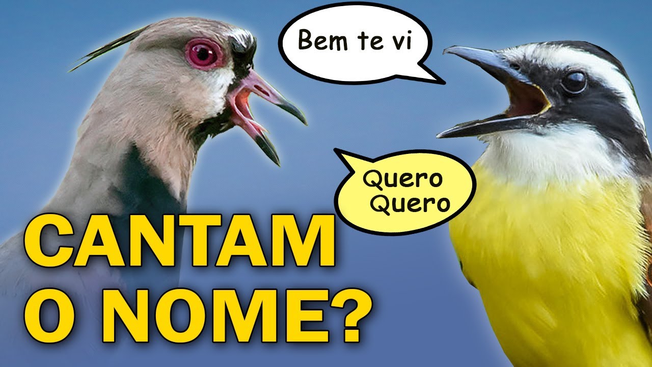 AVES QUE CANTAM O PRÓPRIO NOME | Nomes onomatopeicos