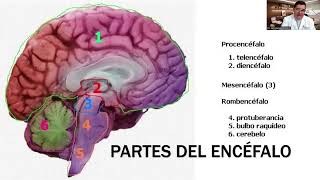 FISIOLOGÍA & NEUROANATOMÍA -  PARTE 1 - LUIS BRAVO