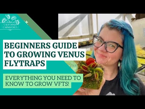 Best Beginners Guide to Growing Venus Flytraps