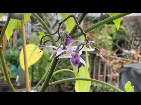 ‘Hardy’ tamarillo ( Cyphomandra Corymbiflora ), brief update before Winter storage 😁
