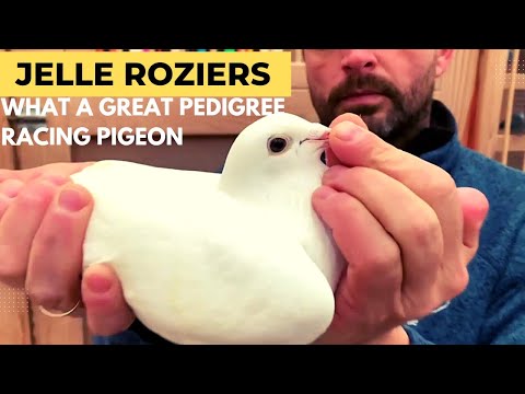Jelle Rozigers | White Racing Pigeon With Excellent Pedigree | Racer Kabootar | Kalapati | Kaftar