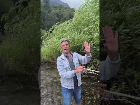 Sauce Criollo. La adaptabilidad al territorio argento en su máxima expresión. Rio Manso. Rio Negro