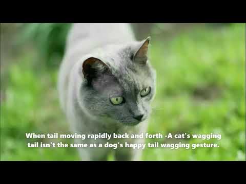 How cats use their tails to communicate