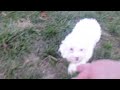Havapoo dogs for sale: Queenie - Video 1