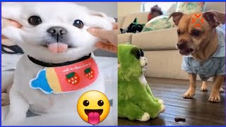 Funny Cat and Dog Videos | Naughty Pets Compilation