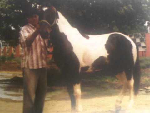 FG  Homenaje a Ciro Rojas - Cheo Hernández Prisco