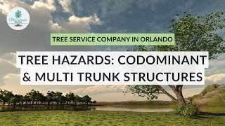Tree Hazards – Codominant & Multi Trunk Structures