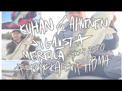 Kuhan & ahvenen jigausta merellä syksy 2020 OSA 1