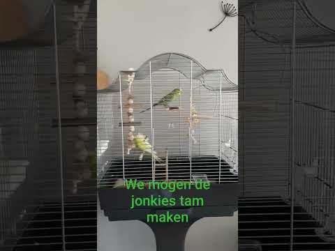 we mogen ze tam maken