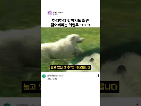 하다하다 강아지도 최면 걸어버리는 최현우 ㅋㅋㅋ