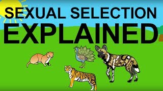 Sexual Selection Explained: Evolution 101