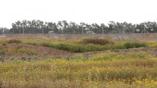 preview picture of video 'Soldados israelíes disparan a campesinos gazatíes cerca de la valla'