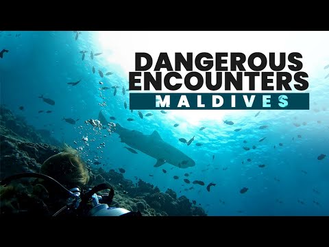 Your Ultimate Guide to Scuba Diving the Deep South of Maldives