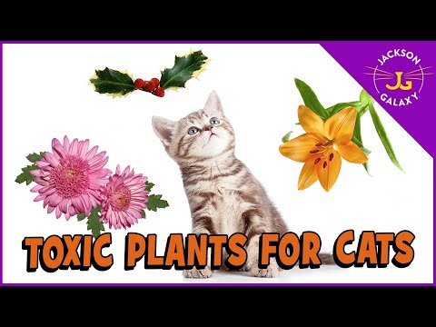 Plants That Are Toxic to Cats!!