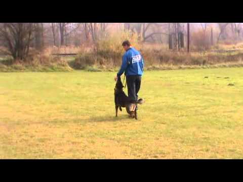 Cid Yucero Bohemia obedience