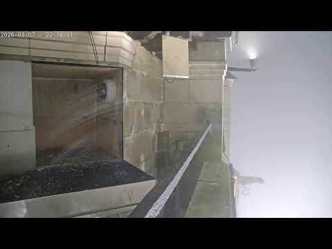 Peregrine Falcon, Oudenaarde live webcam