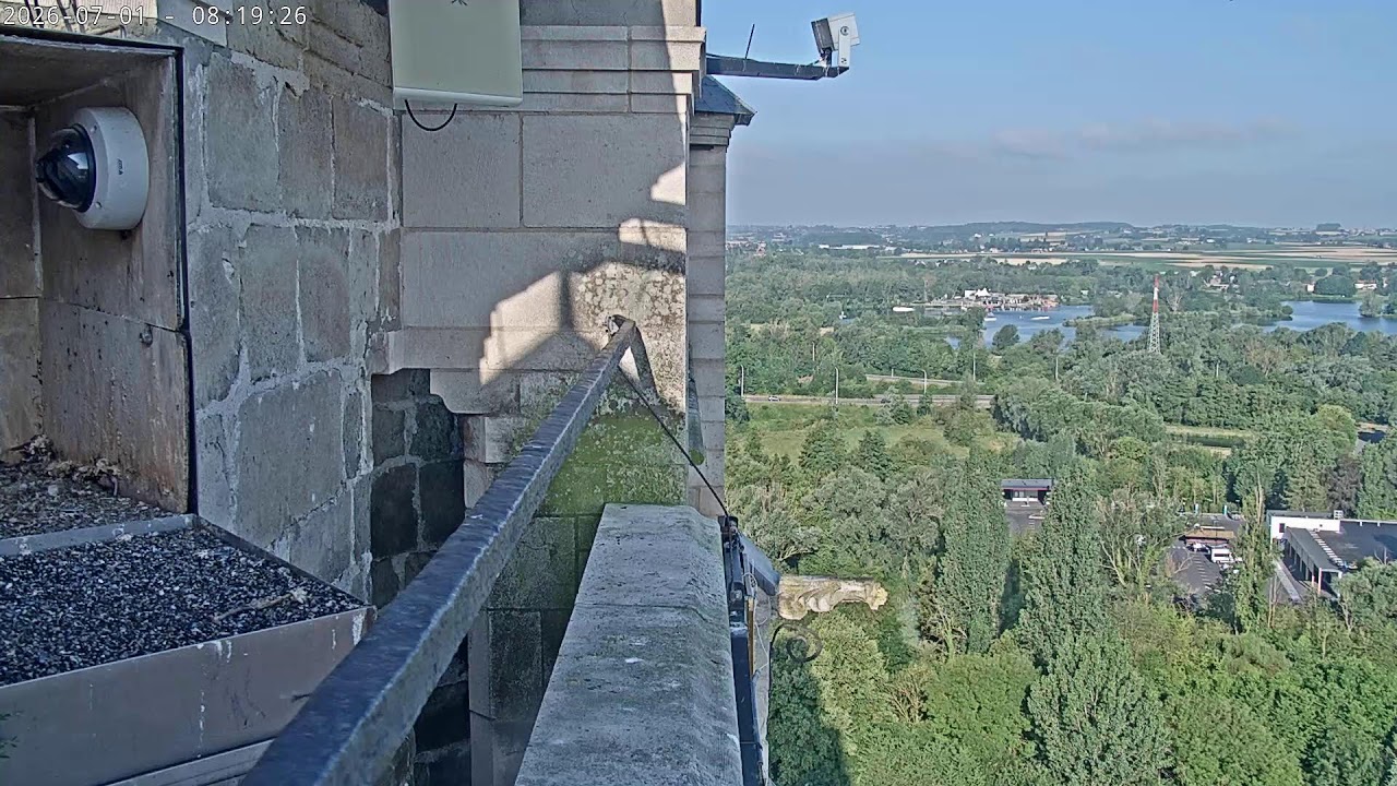 Live webcam view of Halcones peregrinos sobre la torre Walburga